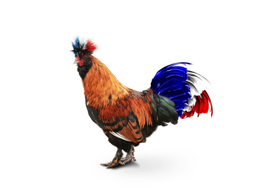 France, French colored rooster with big tail