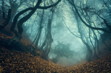 Trail through a mysterious dark old forest in fog. Autumn